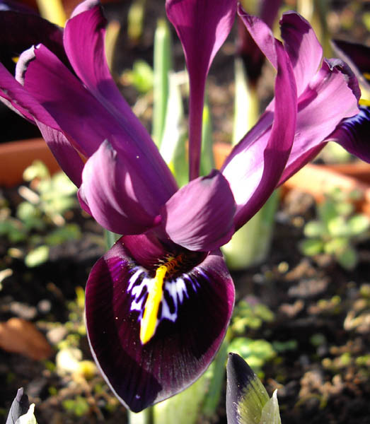 Iris histrioides 'George' photo